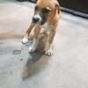 Adorable Female Boxer