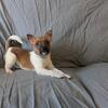 Rat Terrier Puppies