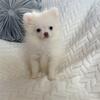 Pomeranian puppy tiny cream female 