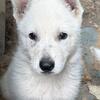 AKC Registered White German Shepherd Puppies