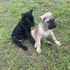 13 week old cane corso puppies