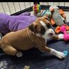 Female boxer puppy