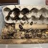 Dubia Roaches for Cheap