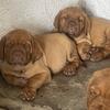 French mastiff puppies