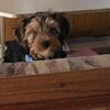MALE YORKSHIRE TERRIER Lookingfor a loving home 