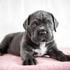 Awesome imported Cane Corso puppies avail7300930479