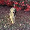 AKC Standard Poodle Stud Service - Sable Parti - Purebred or Doodles Welcome