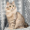 Siberian female available!