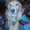 Golden retriver 
