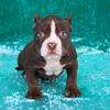 Micro/pocket American Bully Puppies