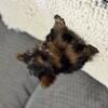 Teacup yorkie only one female left !!