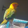 5 month old unsexed sun conure