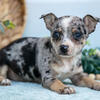 Stunning Merle Chihuahua Puppies