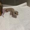Reptile Rescue Adoptables!