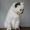 TICA registered nonstandard minuet kitten *Allie*