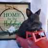 Always available purebred Netherland dwarfs