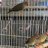 Star Finches
