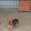 Adult female yorkie 1 years old