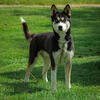 Male Husky Mix