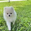 Pomeranian 