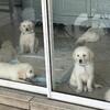 Beautiful, AKC, English cream, golden retriever Puppies