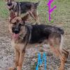 Black and Tan Female German Shepherd 10 mo Old 