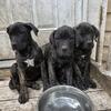 Presa Canario puppies