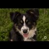 Mini Aussie Stud Available – Tri Color Male