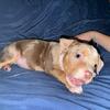 Teeny Tiny Baby XL AMERICAN BULLY