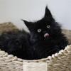 European Maine Coon Male