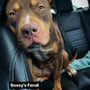 Fendi - 2yo Female XL American Bully