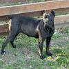 Cane Corso Puppies