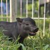 Registered American Mini Pigs