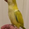 Rare Yellow Crossover Baby Quaker Parrot