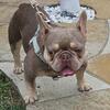Male AKC French Bulldog 