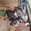 NKC and ARHA REGISTERED BEAGLE PUPPYS