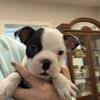 Prince, handsome male Boston terrier 