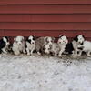 Border Collie Puppies For Sale