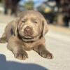 Labrador Retriever Puppy AKC Registered 
