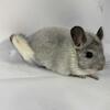 Beige Chinchilla