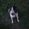 4yr old Bull Terrier Female