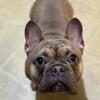 1 year old French Bulldog 