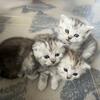 Scottish Fold and Straight Kittens