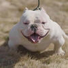 MICRO EXOTIC BULLY STUD