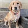 Golden Retriever pup