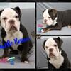 Charlie Brown is a chocolate tri male IOEBA registered Olde English Bulldogge.
