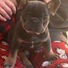 French Bulldog AKC puppy