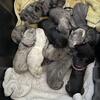 Great Dane puppies