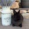 Netherland Dwarf Bunny