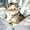 Exotic Shorthair Kittens DOMINANT Males & Females Due 08/01/25